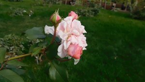 27=09=2025     КРАСНОДАР . ПАРК  СЕРГЕЯ ГАЛИЦКОГО.  ДЕНЬ ГОРОДА.  232  ГОДОВЩИНА.  JPG (109)