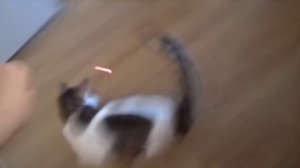 лазерная указка и кот собака кот