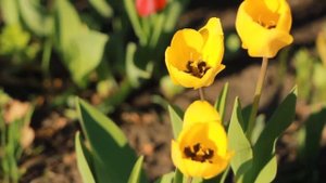 Гульфира Хасанова  Жёлтые тюльпаны  ( Наташа Королева )