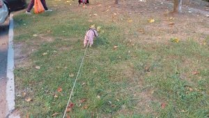 Жужа и старый Зы!