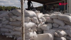 В Томской области прогнозируется урожай кедрового ореха