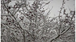 ПЕРВЫЙ СНЕГ