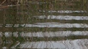 Видео от За Трофеем: Охота и Рыбалка