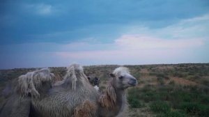 Приоткрывая заповедные двери… Первобытные дикари