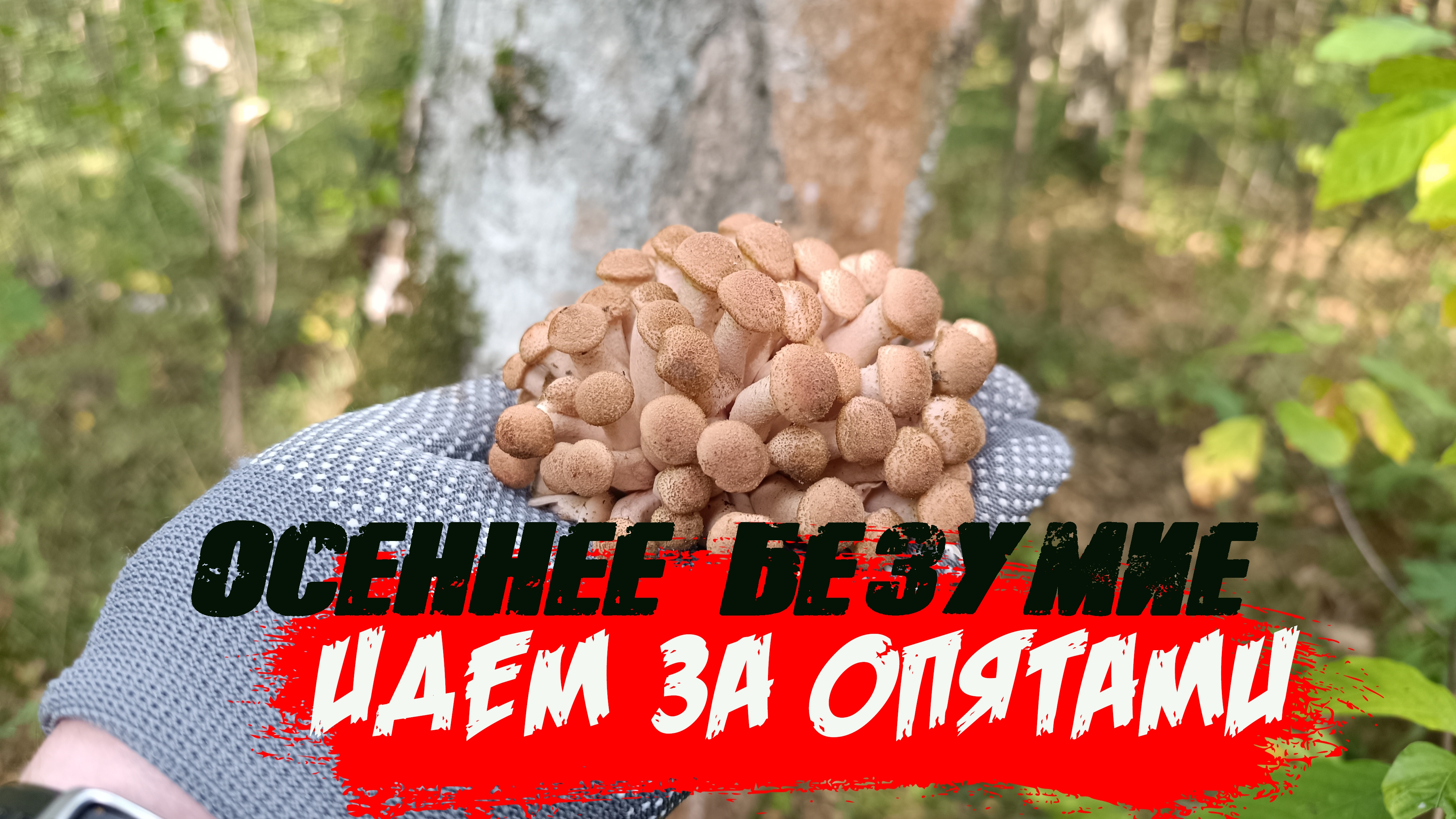 ОСЕННИЕ ОПЯТА❤🔥 Любимый сбор грибов на заготовку