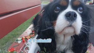 Знакомство с Собакой!!