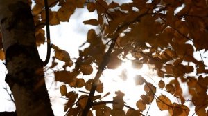 осень 2 дв икс