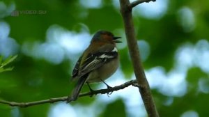 Пение зяблика Голоса птиц