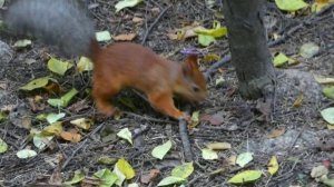 Запасала белочка орешки...