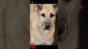 НИ ПРИЮТЫ, НИ ЖИВОТНЫЕ В ПРИЮТАХ, НИКОМУ НЕ НУЖНЫ, КРОМЕ ТЕХ, КТО НЕ ОБСУЖДАЕТ ИХ, А , ПРОСТО ПОМО