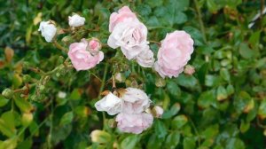 29=09=2025 ПВН КМР . ОСЕНЬ .ДОЖДЬ. MP4 (205)