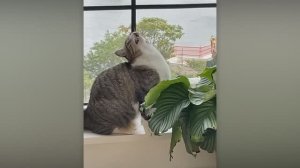 NEW! BRAIN TIME.  ЧРЕЗВЫЧАЙНО ДРАМАТИЧНЫЕ ЖИВОТНЫЕ, КОТОРЫЕ ЗАСТАВЯТ ВАС УЛЫБНУТЬСЯ