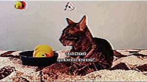 Фрагмент эфира (Домашний Петра 10.09.2025)(VHSrip) спутник НСР-ТВ