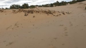 САМА ДОНСКАЯ САХАРА