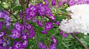 ГОРТЕНЗИИ В КОНЦЕ СЕНТЯБРЯ.