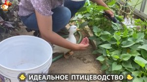 Идеальное птицеводство достойно восхищения 🐓🦆🦢🦚🦃🐔 эпизод (354)