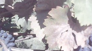 Обзор нашего винограда