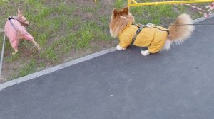 Жужа и лис, переодетый в собаку Мишу