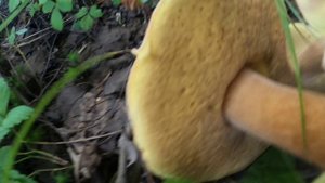 Август и щедрая Югорская тайга