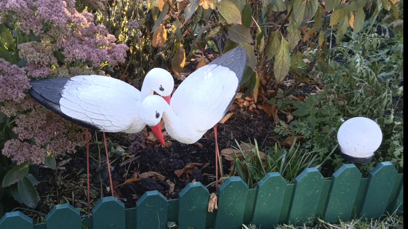 Удивляюсь увиденному 30.09.2025 на даче