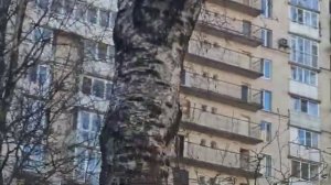 В ФЕНОПАРК прилетели скворцы