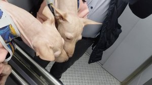 Вкусная Жужу!