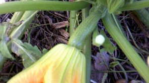 Малыш-кабачёнок в сентябре 2025