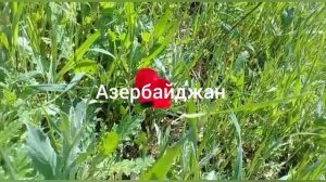 Красивая Азербайджанская музыка