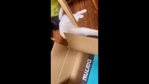 Сборник смешных видео 3