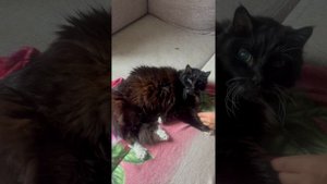 27 день путешествия автостопом с палаткой по Сахалину, Курилам и Камчатке