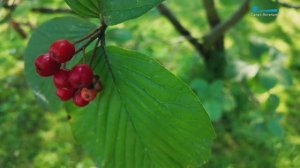 Урожайный путеводитель по Петербургу