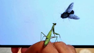 Богомол пытается поймать муху на экране смартфона.