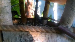 синички завтракают