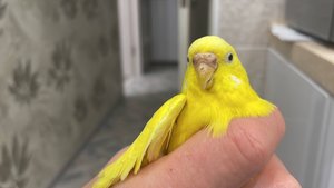 Волнистые попугаи / Почему не стоит заводить волнистых попугаев?