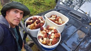 Снова за боровиками в наш лес
