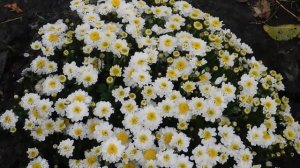 29=09=2025  ПВН  КМР . ОСЕНЬ .ДОЖДЬ.  MP4 (199)