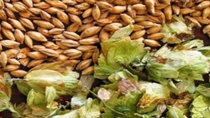 Медовое пиво