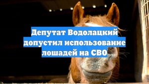 Депутат Водолацкий допустил использование лошадей на СВО