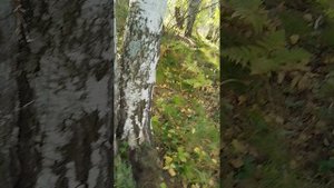 Мои любимые места 🍂 Прогулка на природу 🌳