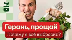 Прощай, герань! Почему я решил выбросил всю свою пеларгонию.
