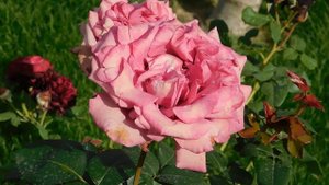 27=09=2025     КРАСНОДАР . ПАРК  СЕРГЕЯ ГАЛИЦКОГО.  ДЕНЬ ГОРОДА.  232  ГОДОВЩИНА.  JPG (112)