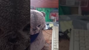 Кот Фантик 1 сезон 1 серия. Сын подруги мамы