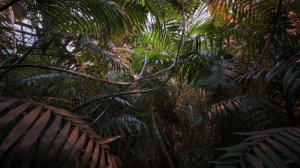 Съемка на iPhone 17 Pro