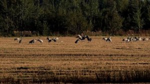 Прощание  с журавлями 2025