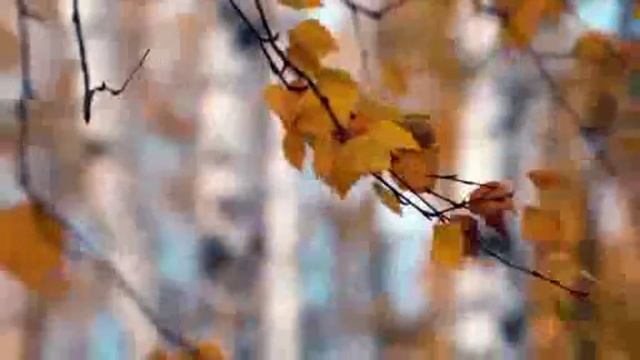 Гуляка  ветер стихи А.Шевченко  stWerema54 2025