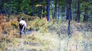 petal_20250923_143942.mp4