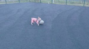 Жужа - футболистка!