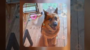 1000035961.mp4 (Собака наблюдает за устройством заземления газового оборудования в доме А-фрейм)