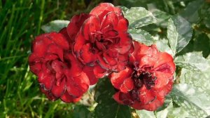 27=09=2025     КРАСНОДАР . ПАРК  СЕРГЕЯ ГАЛИЦКОГО.  ДЕНЬ ГОРОДА.  232  ГОДОВЩИНА.  JPG (102)