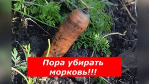 Не пропустите! Пора убирать морковь!
